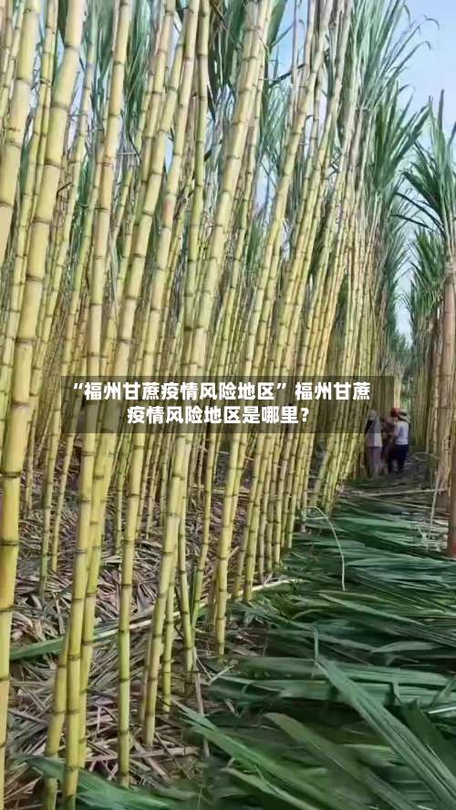 “福州甘蔗疫情风险地区	” 福州甘蔗疫情风险地区是哪里？-第1张图片