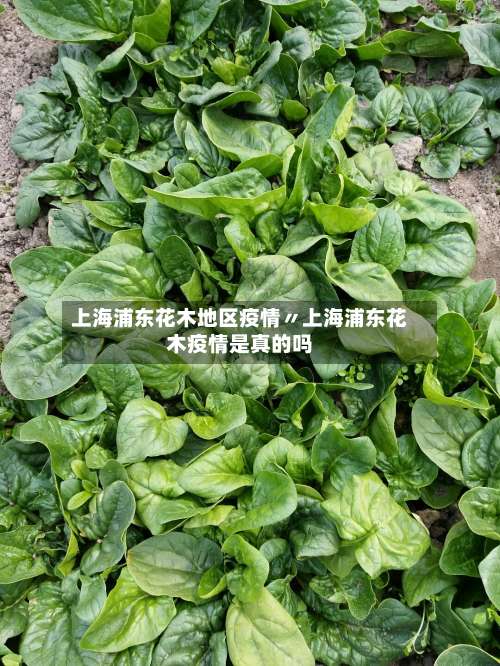 上海浦东花木地区疫情〃上海浦东花木疫情是真的吗-第2张图片